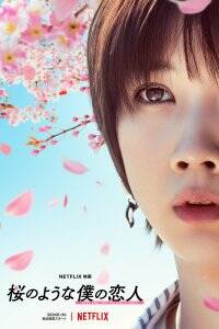 постер дорамы Моя любимая словно цветок сакуры